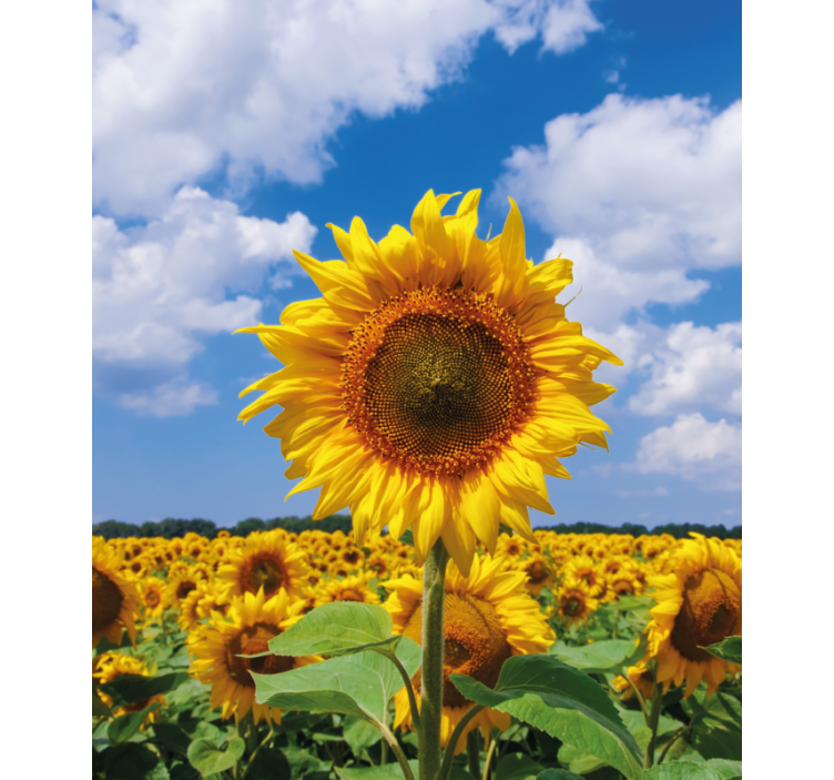 Sunflower Field Scene blind flowers and plants - TenStickers