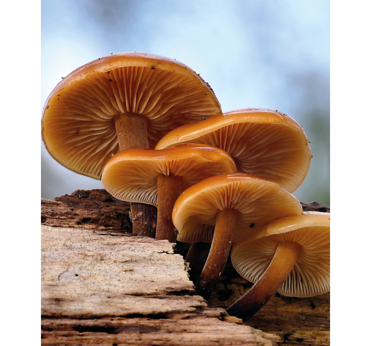 Mushroom Growth blind flowers and plants - TenStickers