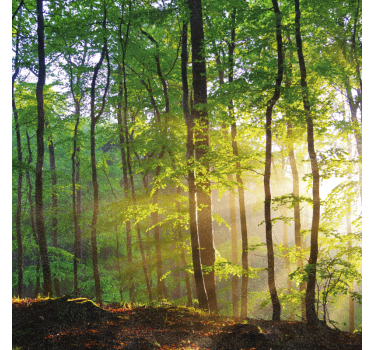 Tree blind for natural light in forest - TenStickers