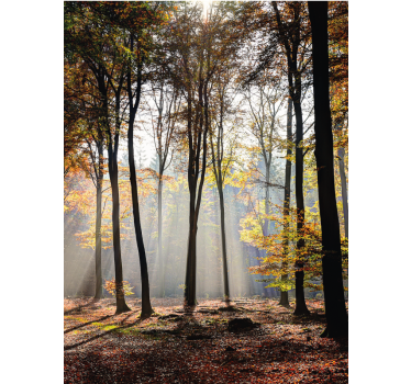 Sunlit forest scene tree blind - TenStickers