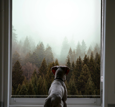 Misty forest view tree roller blind - TenStickers