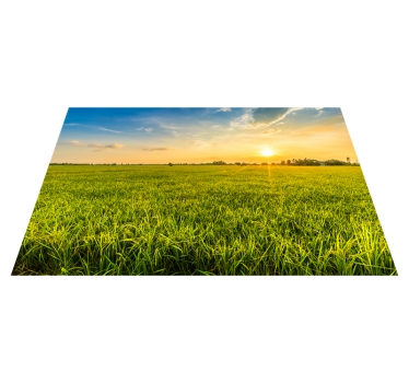 Customisable placemat sunset rice field - TenStickers