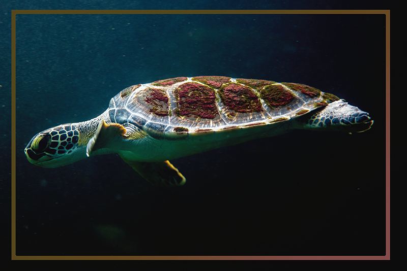 Original placemat turtle aquatic landscape - TenStickers