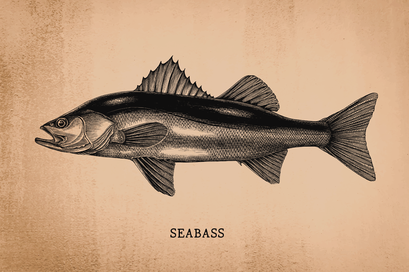 Original placemat seabass fish illustration - TenStickers