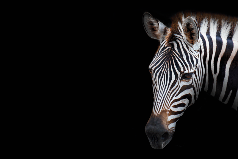 Original placemat zebra head close up - TenStickers