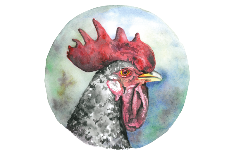 Original placemat colorful rooster portrait - TenStickers