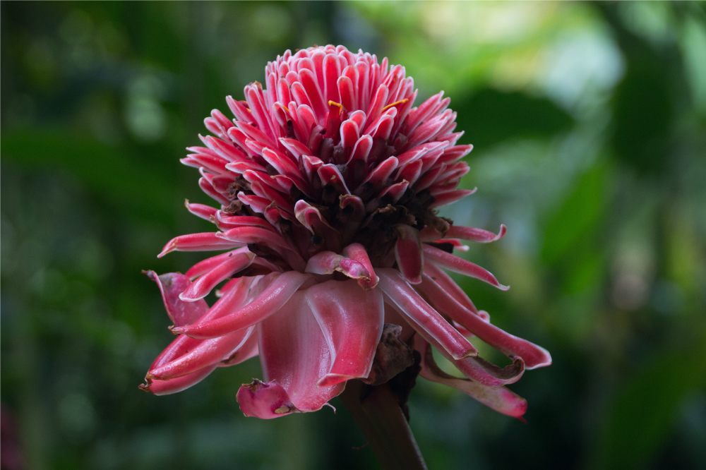 Original placemat tropical floral design - TenStickers