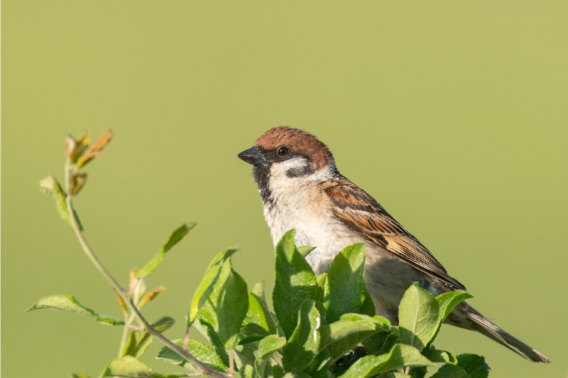 Modern placemat bird on green - TenStickers