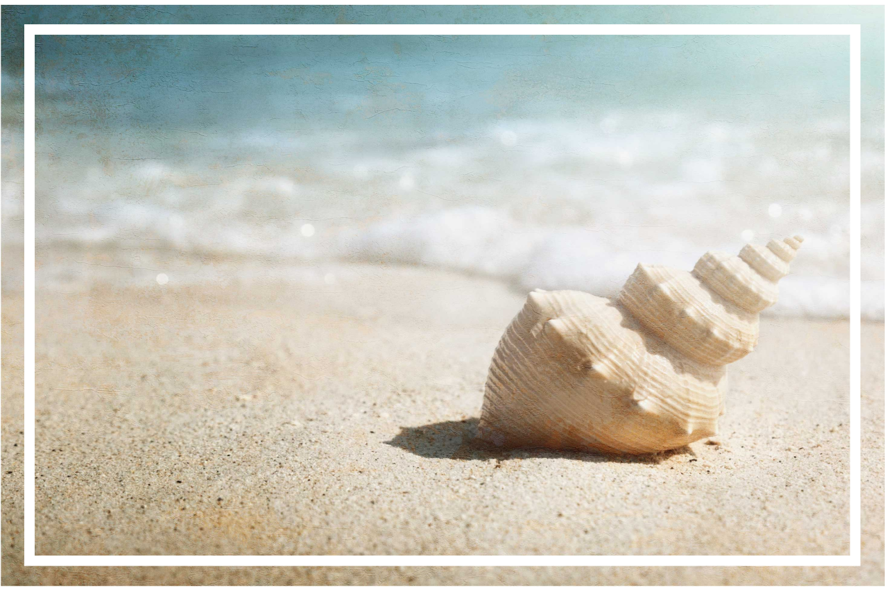 Elegant shell display original placemat - TenStickers