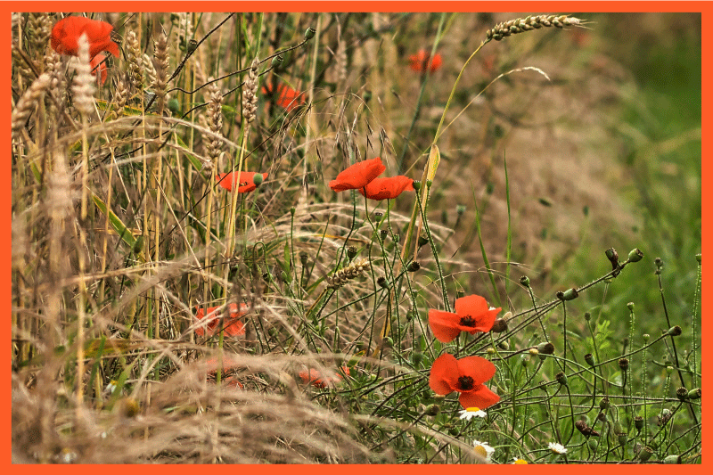 Children placemat funny food arrangement - TenStickers