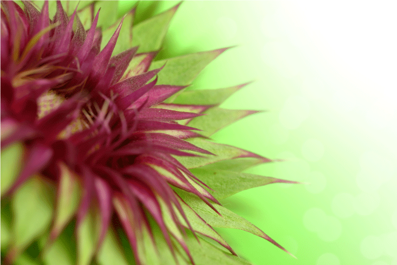 Thistle Plant Flower Placemats - TenStickers