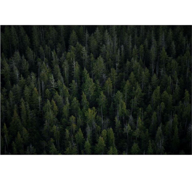 Forest wallpaper deep woodland texture - TenStickers