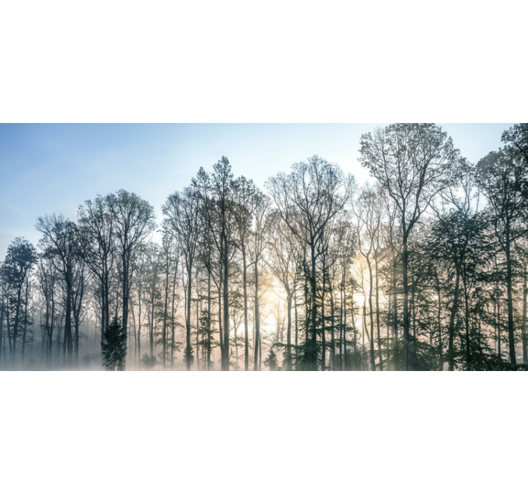 Forest wallpaper misty morning meadow - TenStickers