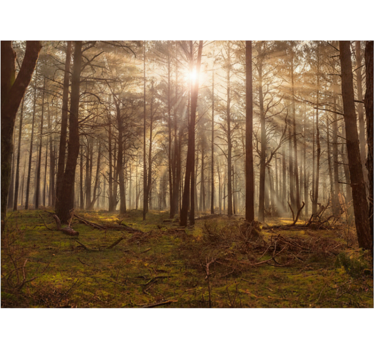 Forest wallpaper golden wildlife retreat - TenStickers