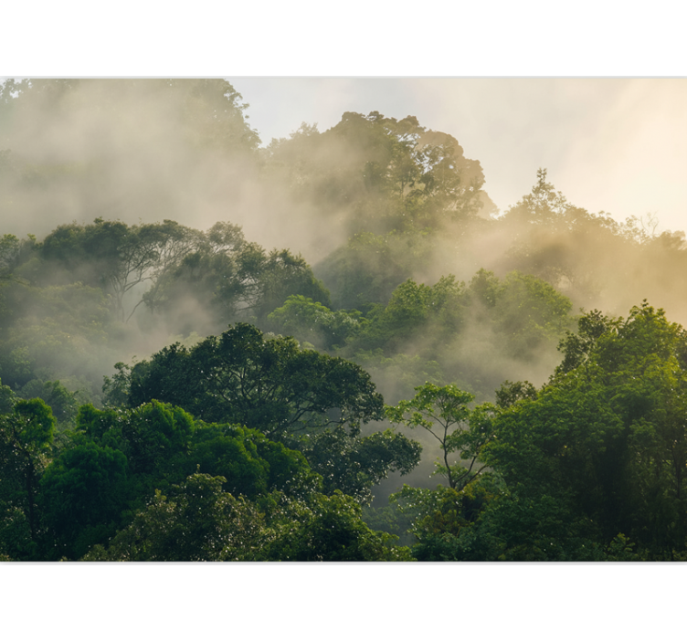 Forest wallpaper lush jungle canopy - TenStickers