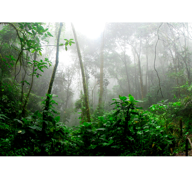 Dark jungle forest 3D wallpaper - TenStickers