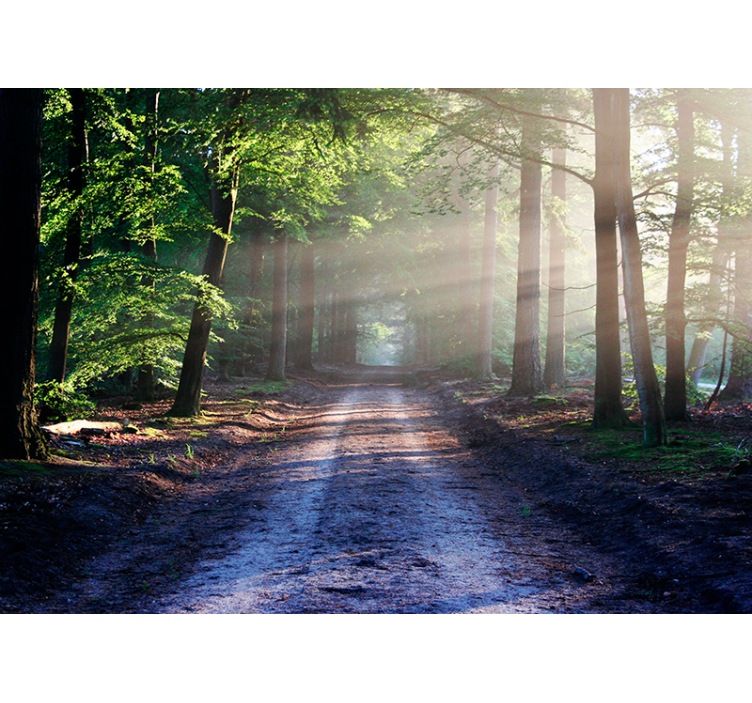 Sun lit road in a forest  wall mural - TenStickers