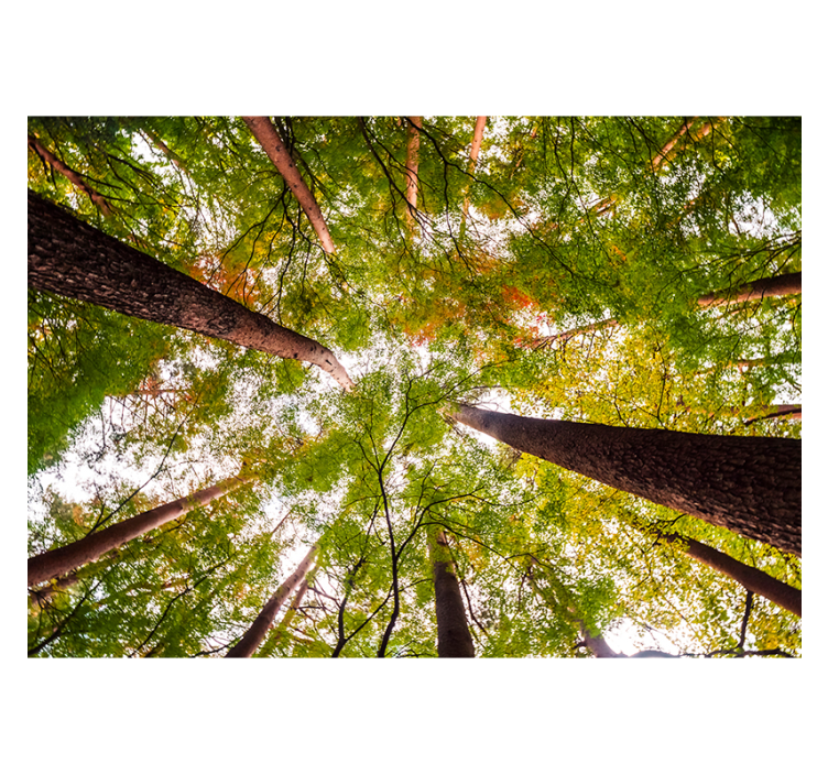 Towering Green Canopy wall mural nature - TenStickers