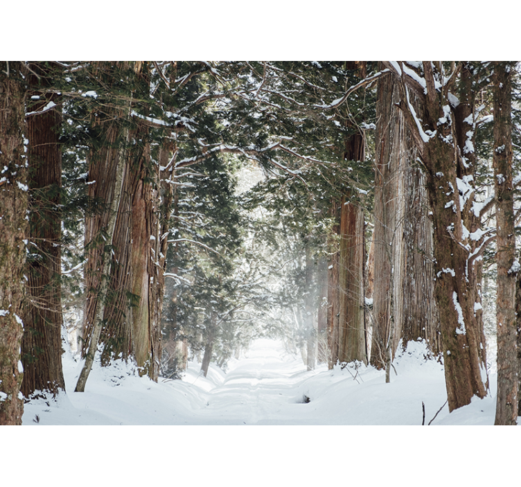 Forest wall mural icy woodland trail - TenStickers
