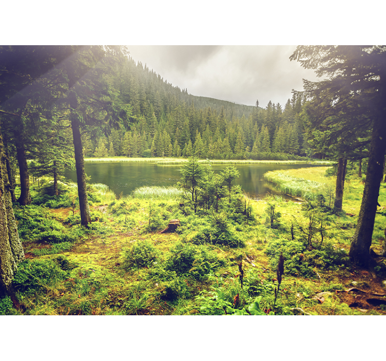 Murale della foresta con alberi verdi - TenStickers