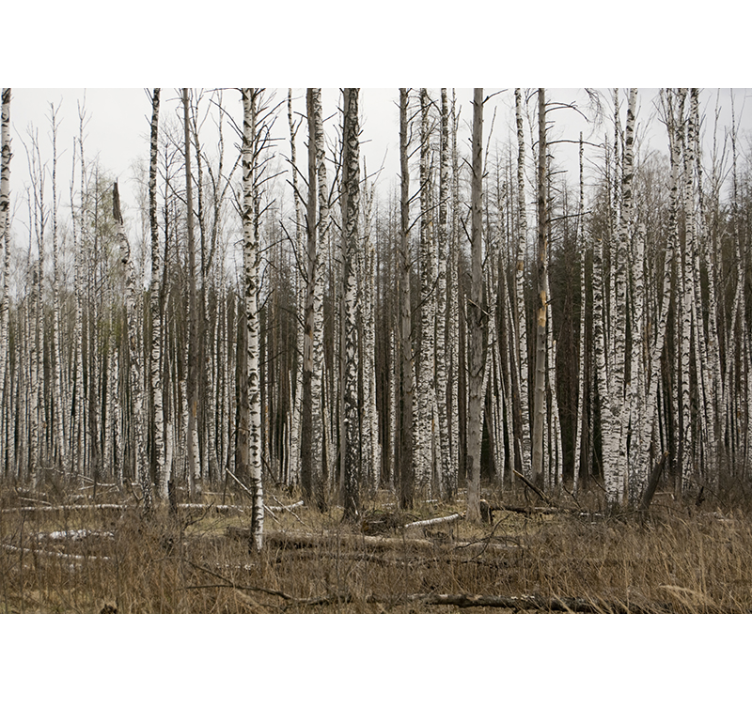 Forest wall mural birch grove wilderness escape - TenStickers