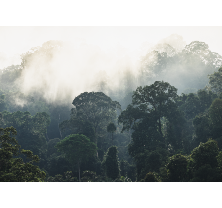 Wall mural nature misty forest scene - TenStickers