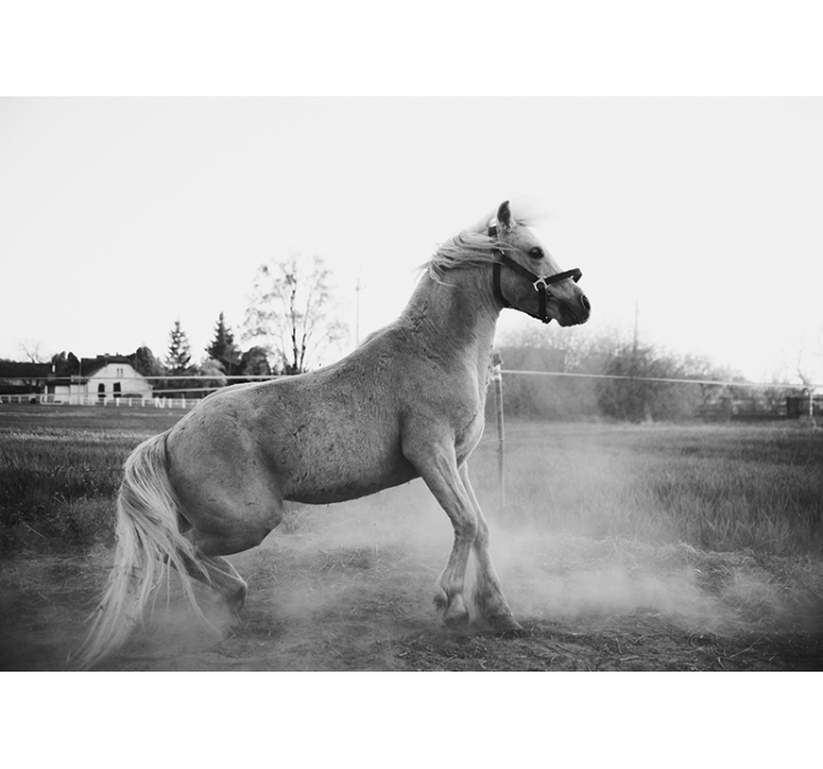 Animals wall mural galloping pony - TenStickers