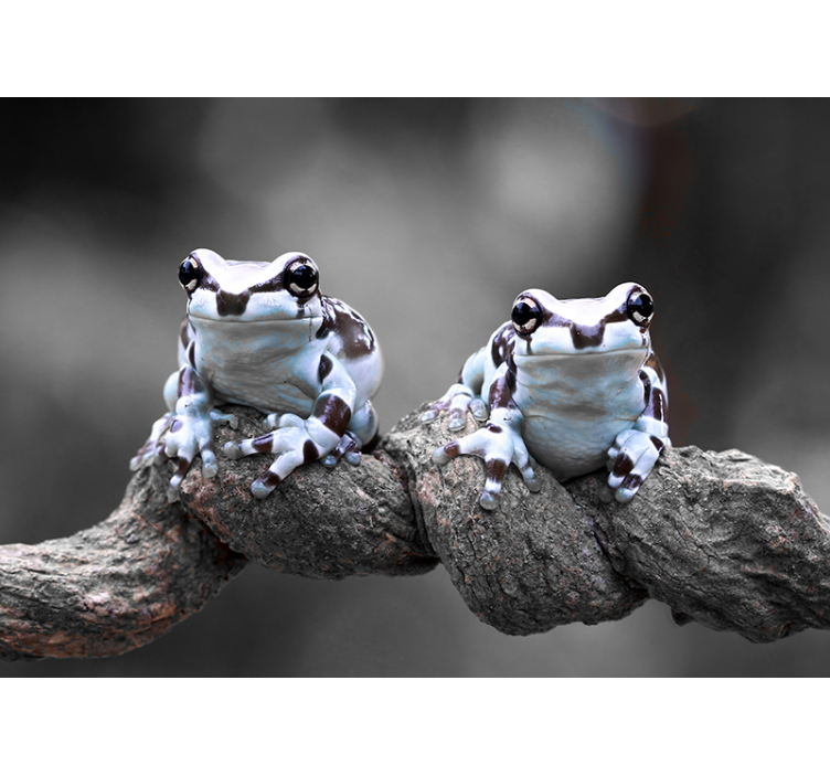 Tree Frogs Pair animals wall mural - TenStickers