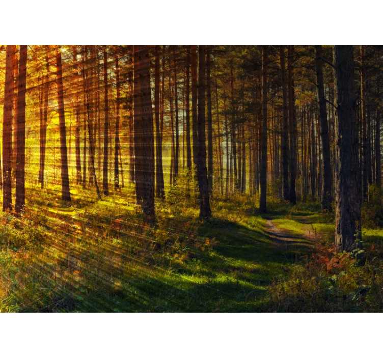 Golden Forest Path wall mural nature - TenStickers