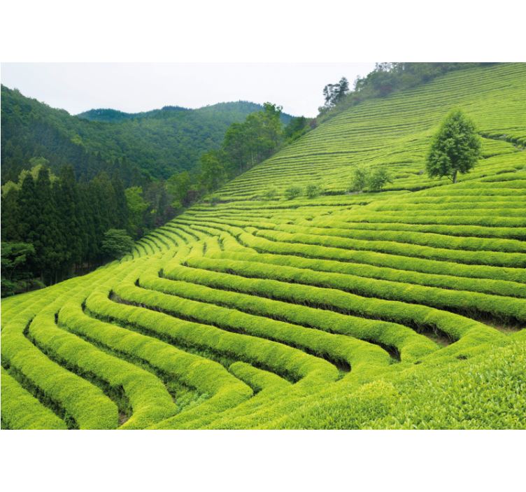 Wall mural nature tea estate scene - TenStickers