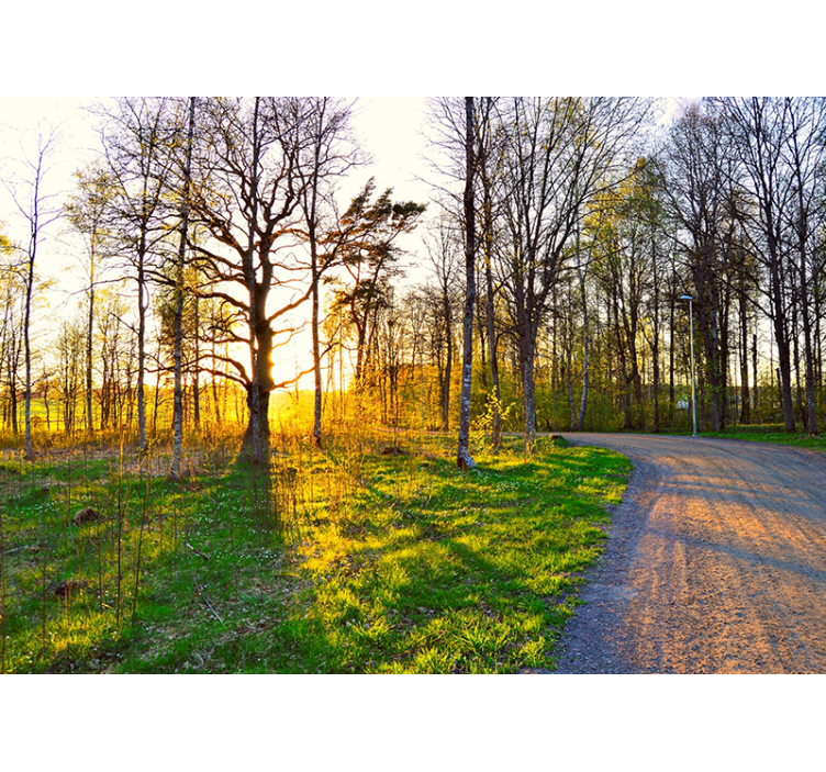 Wall mural nature sunny woodland path - TenStickers