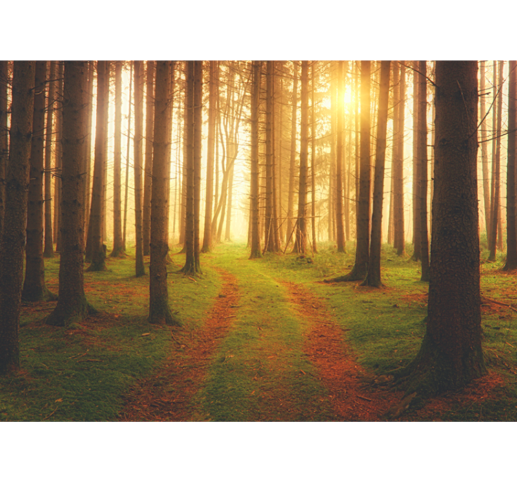 Forest wallpaper woodland trail perspective - TenStickers