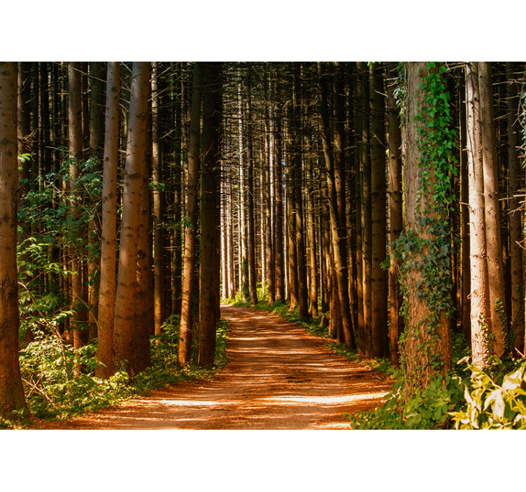 Forest wall mural magical woodland path - TenStickers