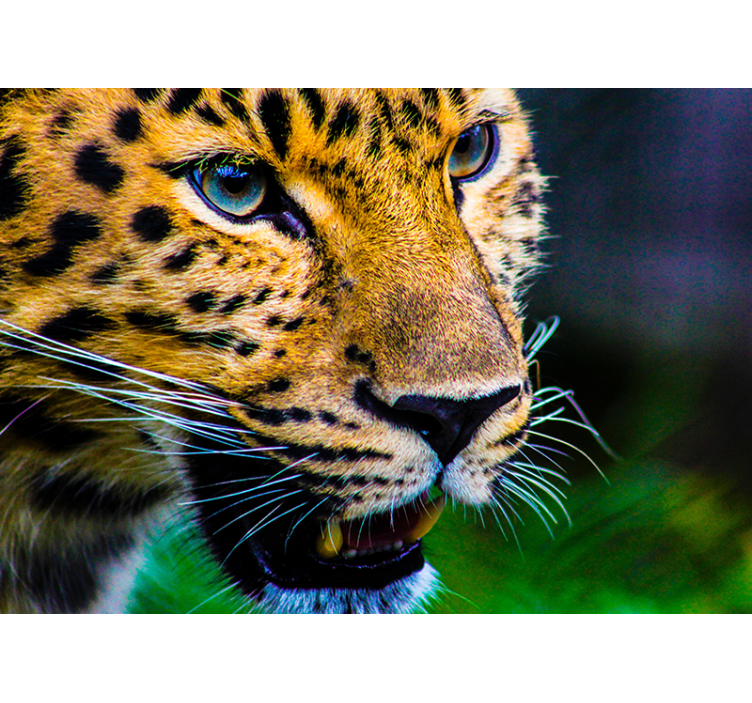 Leopard Close-Up animals wall mural - TenStickers