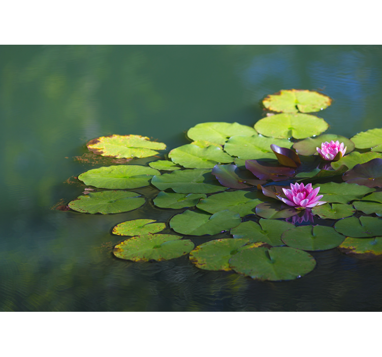 Water Lily Blooms flower wall mural - TenStickers