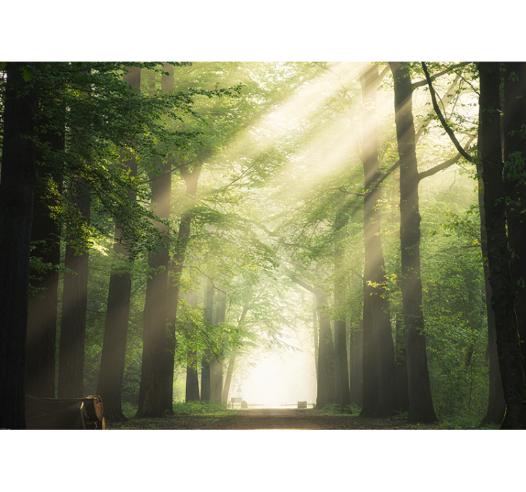 Forest wallpaper radiant green woods - TenStickers