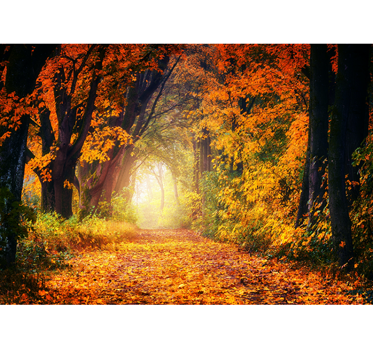 Forest wall mural autumn pathway scene - TenStickers