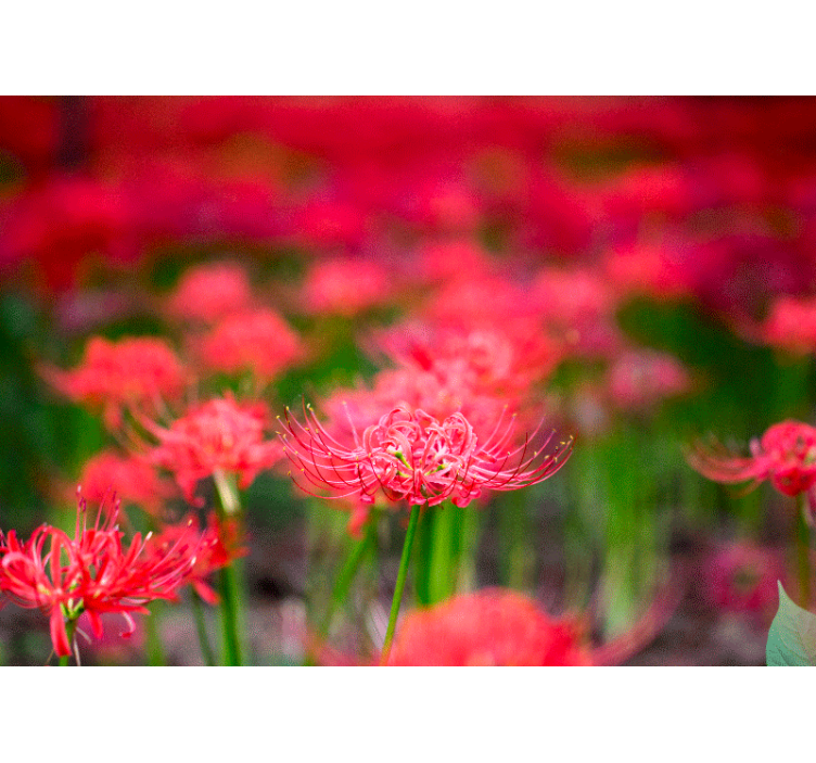 Poppy wall mural lively crimson blooms - TenStickers