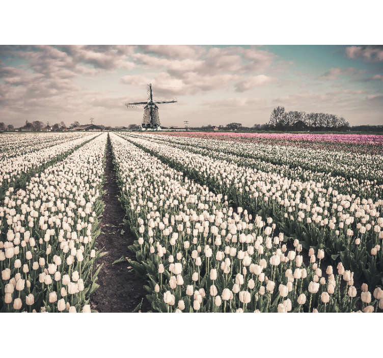 Flower wall mural tulip field landscape - TenStickers