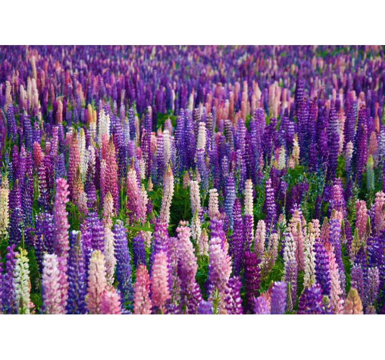 Flower wall mural lush purple blooms - TenStickers