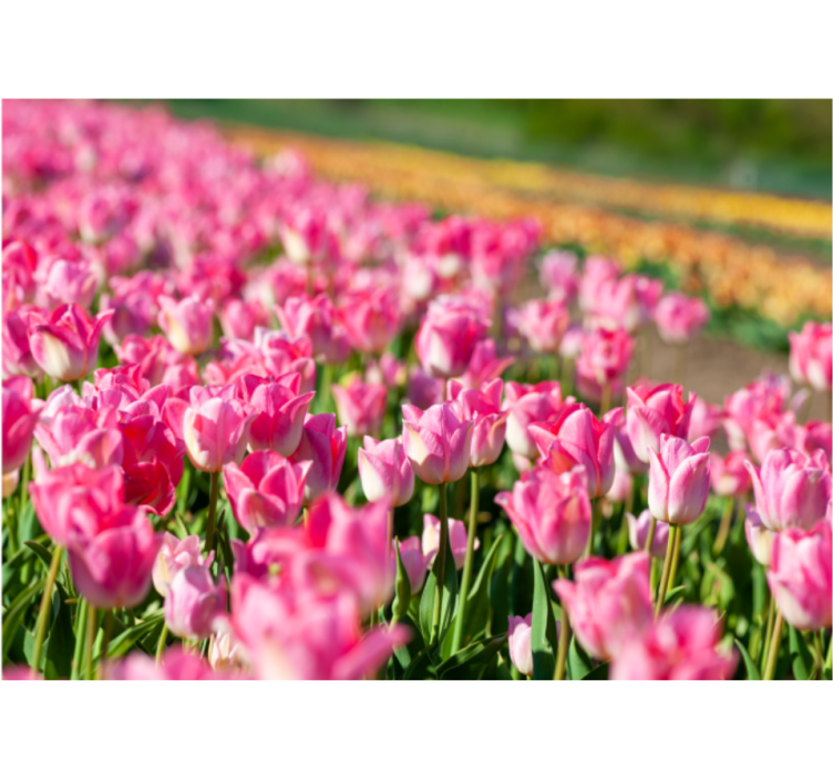 Vibrant blossoming field tulips wall mural - TenStickers