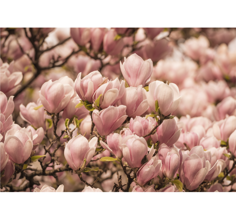 Blooming Magnolia flower wall mural - TenStickers
