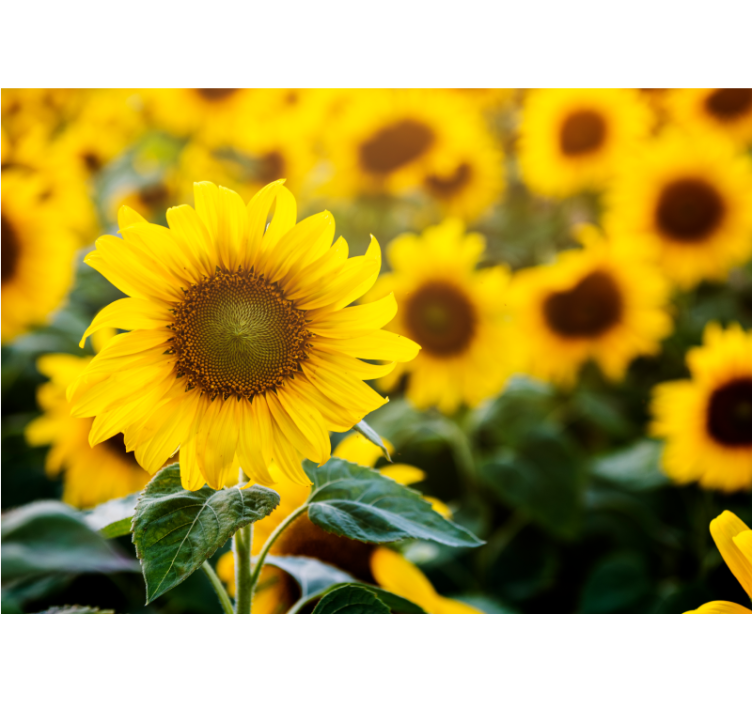 Flower wall mural sunflower field blossom - TenStickers