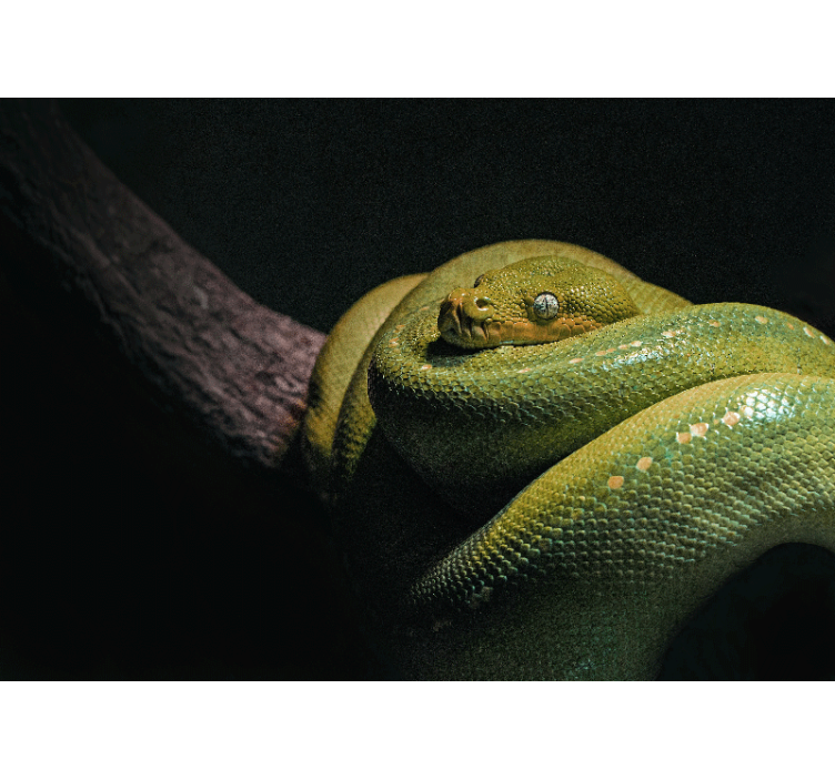 Animals wall mural emerald green python - TenStickers