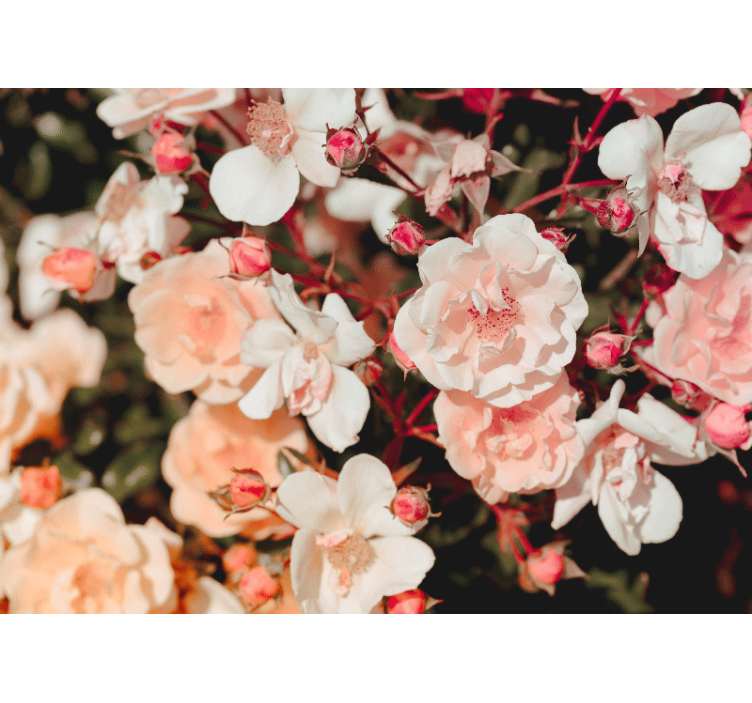 Flower wall mural blossoming rose petals - TenStickers