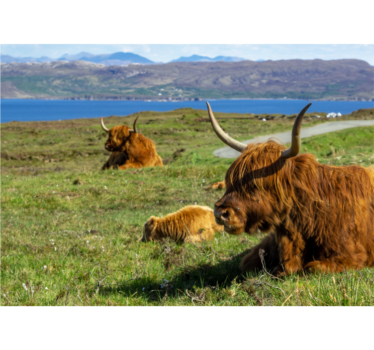 Nature wallpaper highland cattle grazing - TenStickers