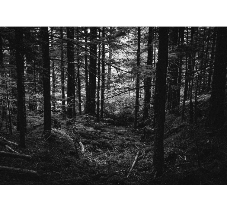 Forest wall mural dark forest landscape - TenStickers