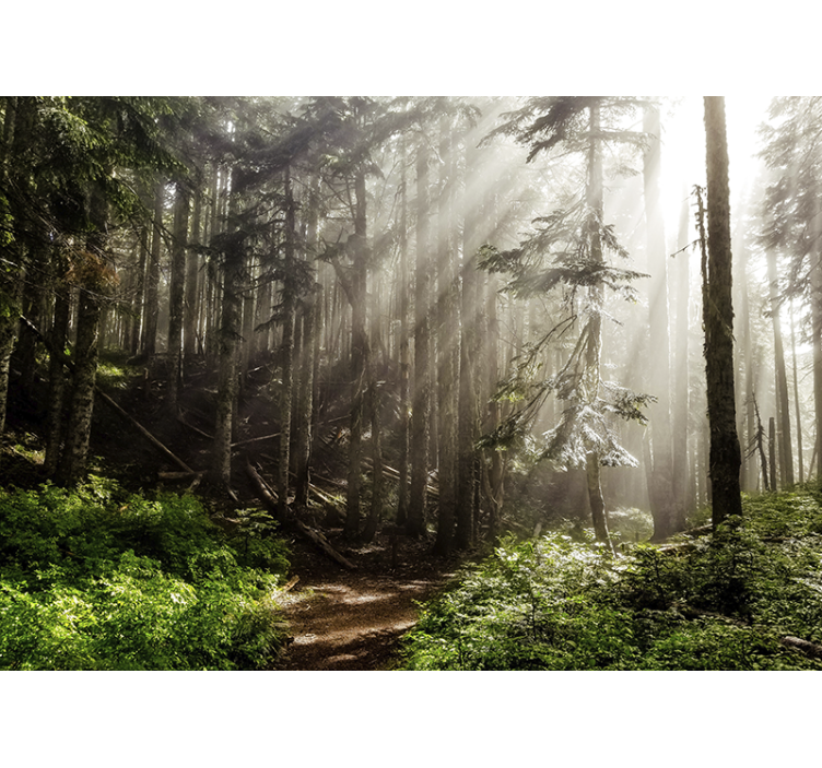 Wall mural nature foggy forest view - TenStickers