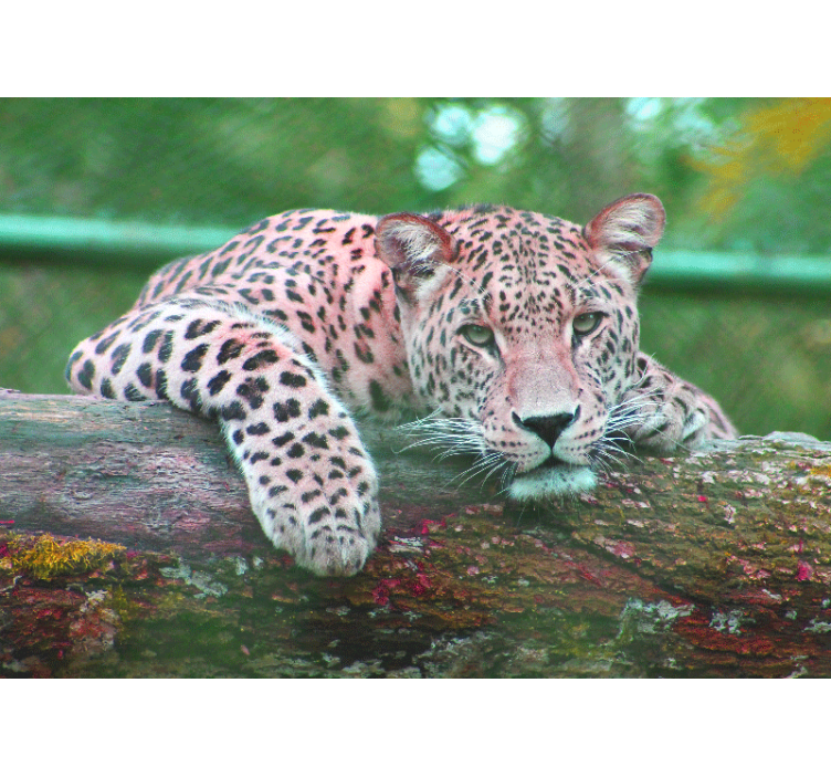 Animals wall mural leopard resting gracefully - TenStickers