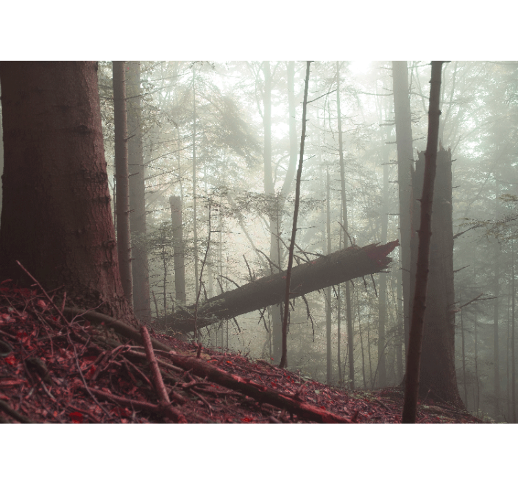 Forest wall mural misty woodland view - TenStickers